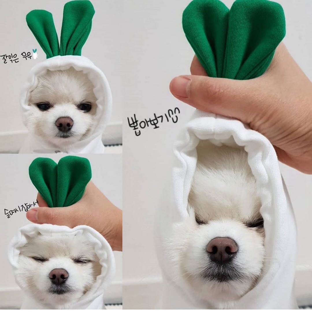 Ropa bonita con diseño de frutas para perros pequeños, sudaderas con capucha, ropa de invierno cálida de forro polar para mascotas, disfraz para cachorros y gatos, abrigo para chihuahua francés.
