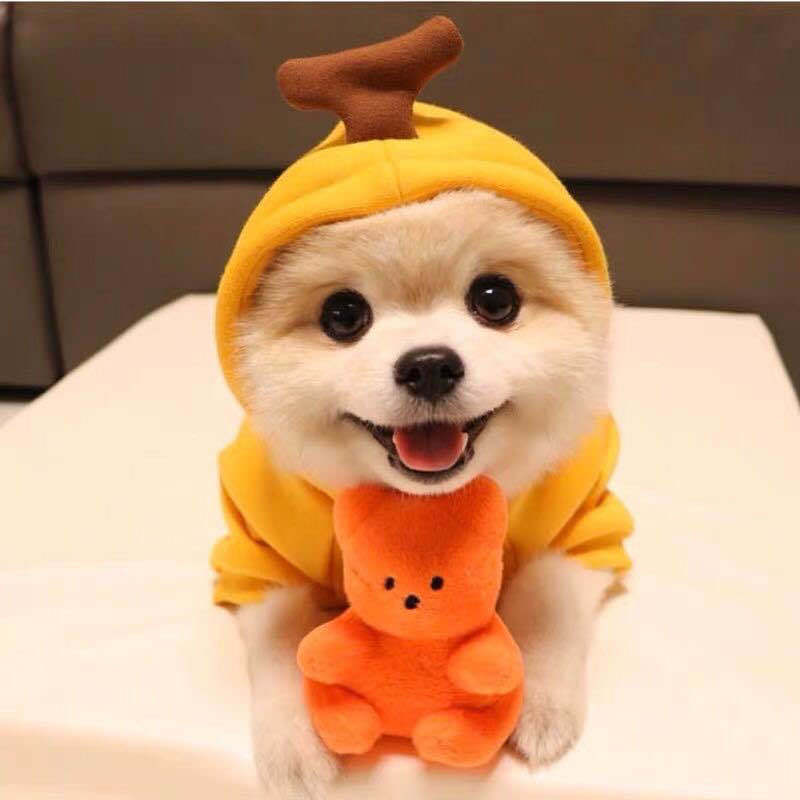 Ropa bonita con diseño de frutas para perros pequeños, sudaderas con capucha, ropa de invierno cálida de forro polar para mascotas, disfraz para cachorros y gatos, abrigo para chihuahua francés.