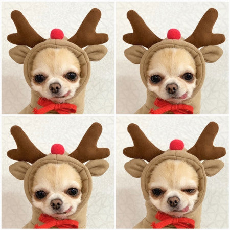 Ropa bonita con diseño de frutas para perros pequeños, sudaderas con capucha, ropa de invierno cálida de forro polar para mascotas, disfraz para cachorros y gatos, abrigo para chihuahua francés.