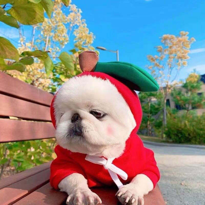 Ropa bonita con diseño de frutas para perros pequeños, sudaderas con capucha, ropa de invierno cálida de forro polar para mascotas, disfraz para cachorros y gatos, abrigo para chihuahua francés.